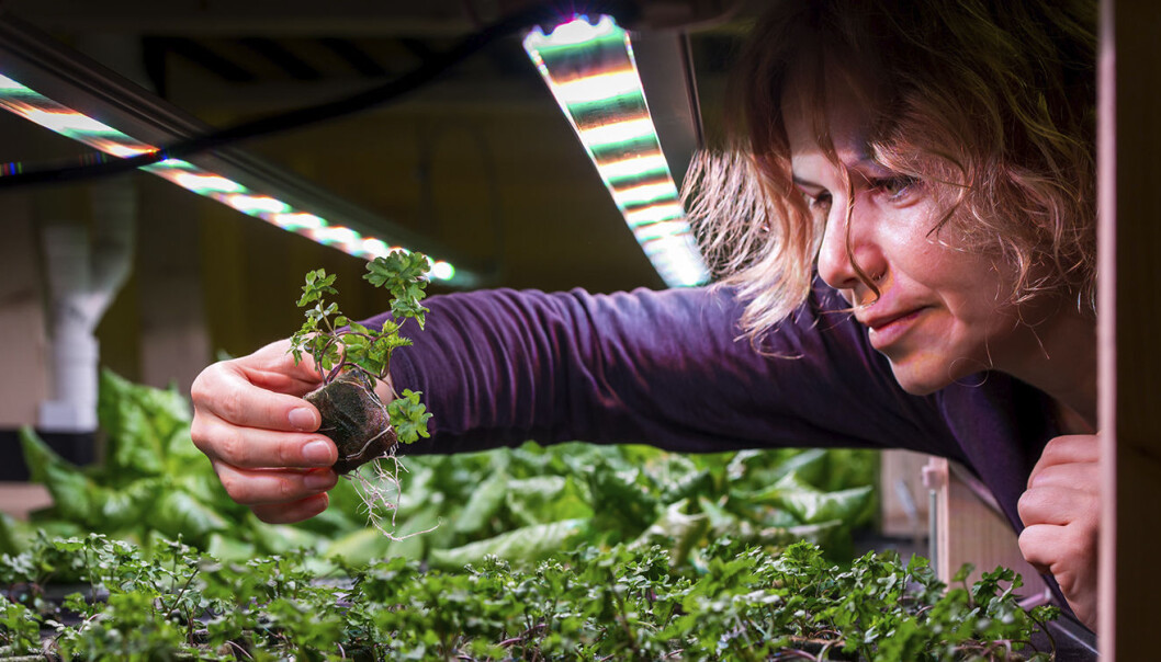 Olga Popovic, sjefsagronom i BySpire, har ansvaret for å følge opp at dyrkingen av plantene går riktig for seg. Olga Popovic, sjefsagronom i BySpire, har ansvaret for å følge opp at dyrkingen av plantene går riktig for seg.
