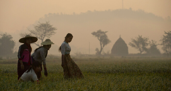 Myanmar er i utvikling — og tradisjonelle jordbruksområder er i ferd med å få asfalterte veier, elektrisitet, internett og andre moderne fasiliteter. Naefos og Plug the Sun vil være en del av den utviklingen. Foto: AP Photo/Gemunu Amarasinghe Myanmar er i utvikling — og tradisjonelle jordbruksområder er i ferd med å få asfalterte veier, elektrisitet, internett og andre moderne fasiliteter. Naefos og Plug the Sun vil være en del av den utviklingen. Foto: AP Photo/Gemunu Amarasinghe