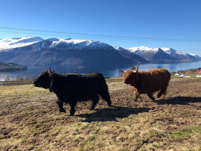 Skotsk høylandsfe med halsbånd fra Nofence. Foto: Privat Skotsk høylandsfe med halsbånd fra Nofence. Foto: Privat