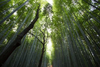 Bedrifter må utvikle økosystem-strategier lik dem i naturen. Illustrasjonsfoto: Unsplash Bedrifter må utvikle økosystem-strategier lik dem i naturen. Illustrasjonsfoto: Unsplash