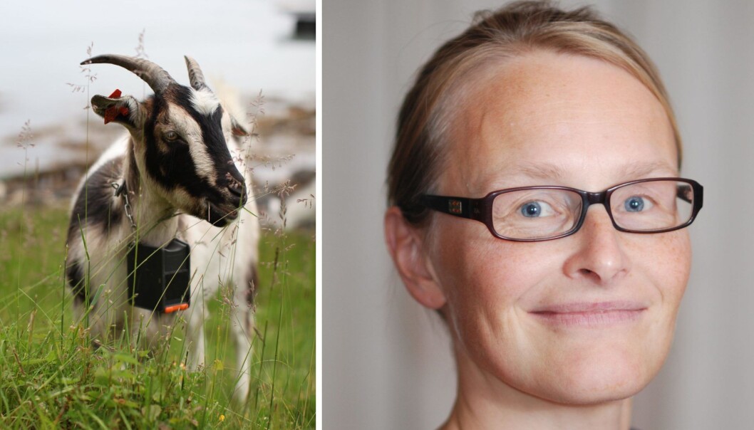 Marianne Sundsbø blir ny administrerende direktør i Nofence. Foto: Nofence Marianne Sundsbø blir ny administrerende direktør i Nofence. Foto: Nofence