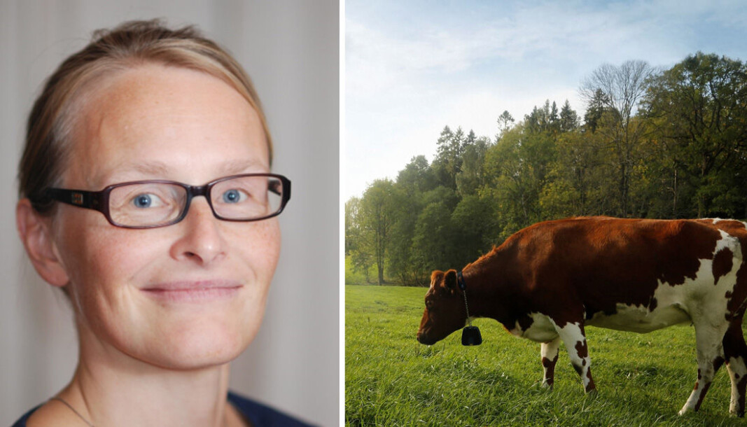 Med ny storfe-klave er Nofence klar for årets beitesesong Med ny storfe-klave er Nofence klar for årets beitesesong