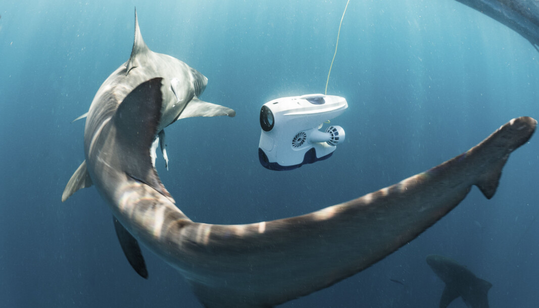 Undervannsdronen til Blueye kan brukes til så mangt, her til dykk med sitronhaier utenfor Jupiter i Florida. Undervannsdronen til Blueye kan brukes til så mangt, her til dykk med sitronhaier utenfor Jupiter i Florida.