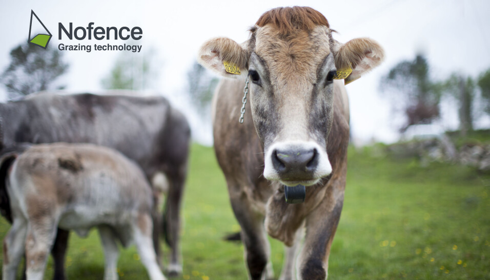 Nofence is looking for Software Developers