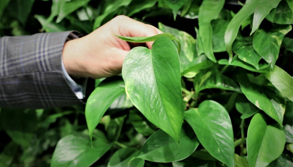 Gullranke er en skogbunnsplante fra Amazonas. Den er blitt en populær inneplante fordi den er robust, vokser raskt og klarer seg uten så mye stell