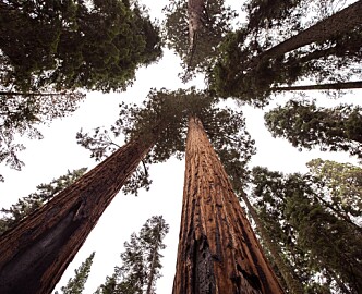 Sequoia starter akselerator-program