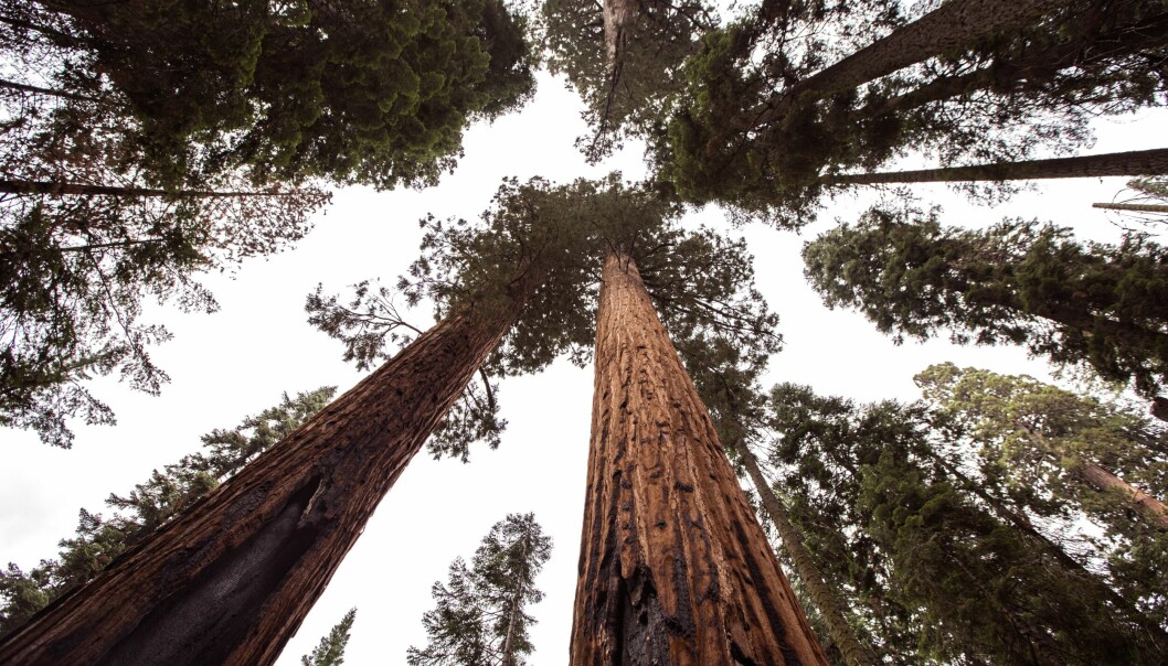 Sequoia er oppkalt etter de majestetiske trærne som vokser i skogen rundt San Francisco og Sillicon Vallet