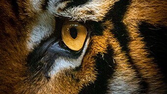 Halve Tiger Global barbert bort i år