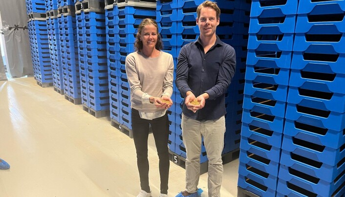 LARVEOPTIMISTER: Tude Andersen og Alexander Solstad Ringheim viser frem larvene på fabrikken på Voss. LARVEOPTIMISTER: Tude Andersen og Alexander Solstad Ringheim viser frem larvene på fabrikken på Voss.