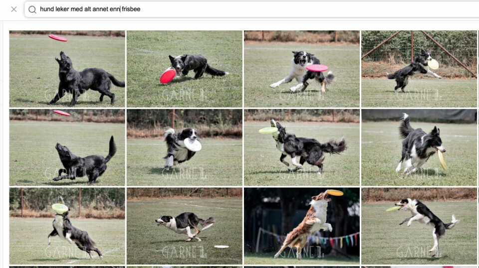 Ikke alt fungerer like bra. Her søk på «hund leker med alt annet enn frisbee».