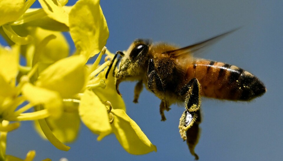 En bie finner seg en blomst i Palos Verdes Estates i California i begynnelsen av mai.