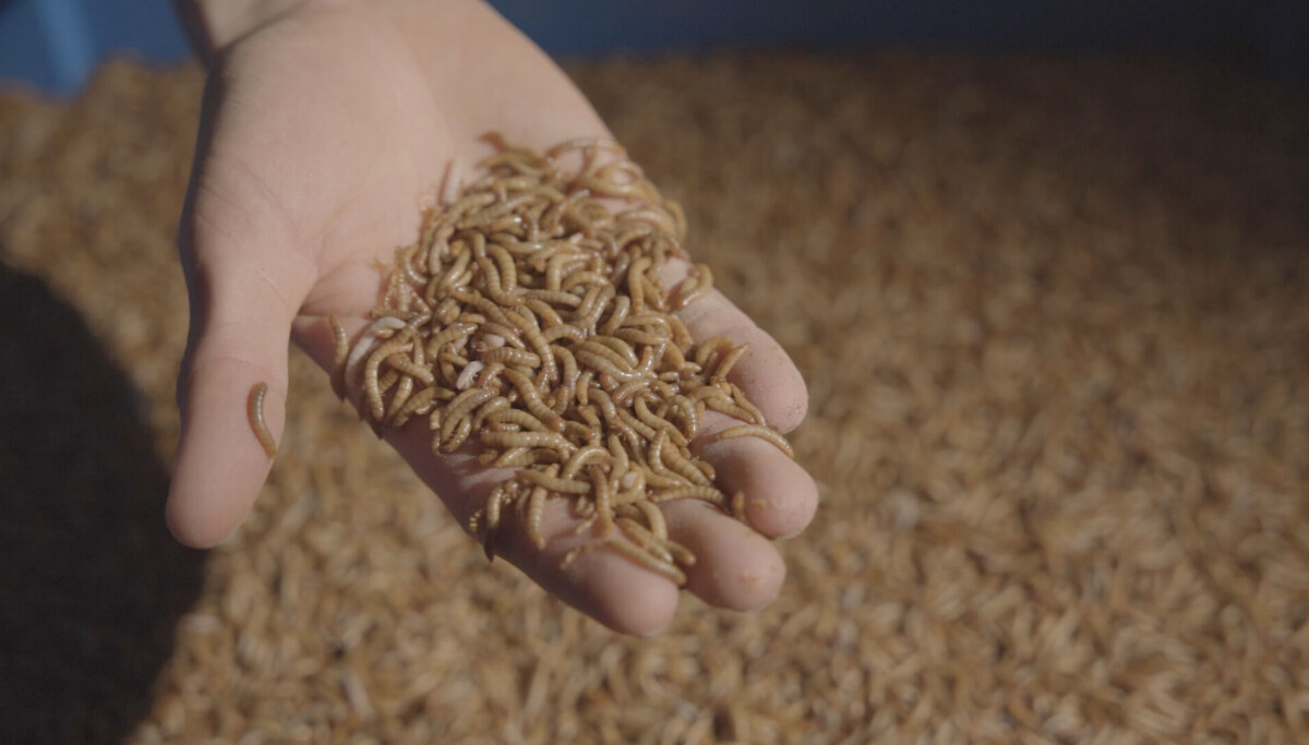 Photo: Kristine Askvik Kravlande larver fekk inn 16 millionar via Folkeinvest