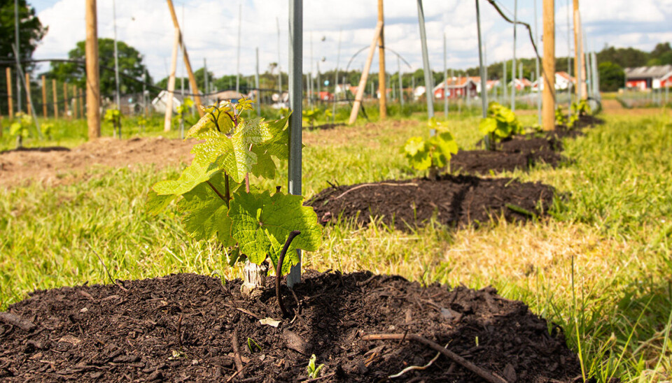 Drueplantene som skal bli til mousserende vin bærer foreløpig ikke frukter, men vokser likevel hvert år. Drueplanter på Ytre Hvaler Vingård.