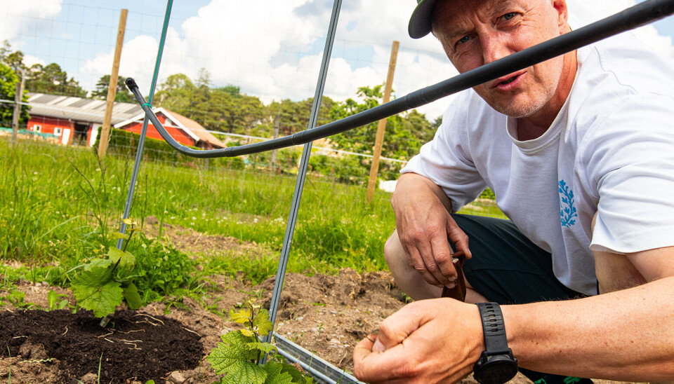 Vin-gründer: Anders H. Lier viser frem drueplantene. Anders H. Lier viser frem drueplantene.
