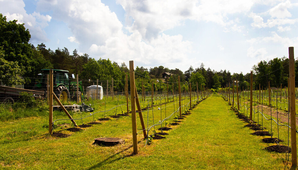 Idyllisk: Det er kanskje ikke så vanskelig å forstå hvordan man kan finne sinnsro her? Idyllisk: Tusenvis av drueplanter er plassert på rekke og rad fordelt ut over 20 mål.