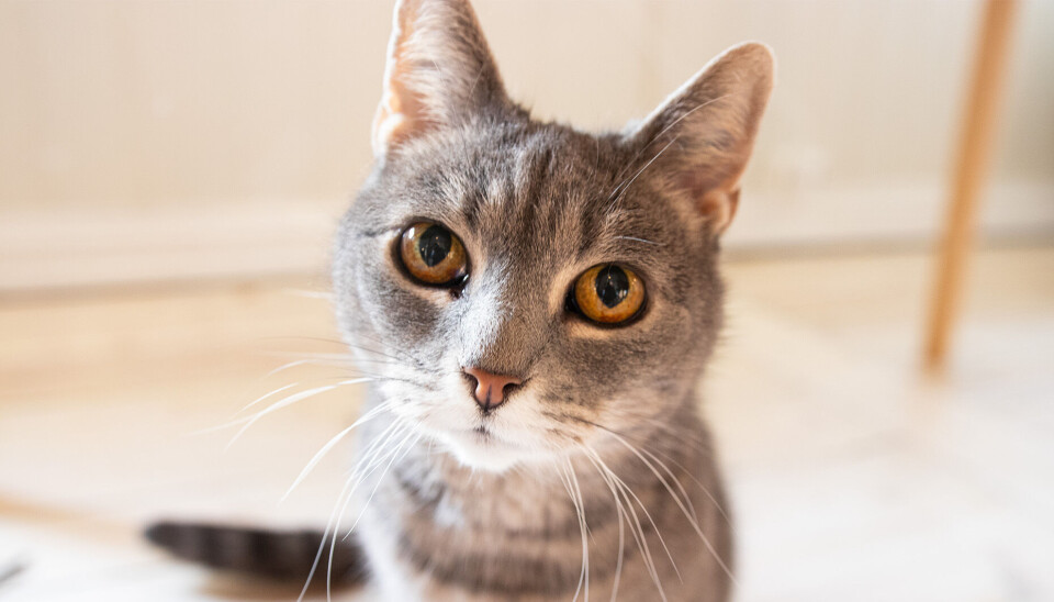 Katten Centi deltar også aktivt i bokklubb-møtene som kosepus. Hun er i tillegg svært glad i å bli tatt bilde av. Katta til Ulrikke Lien er svært glad i både bokklubb og å bli tatt bilde av.