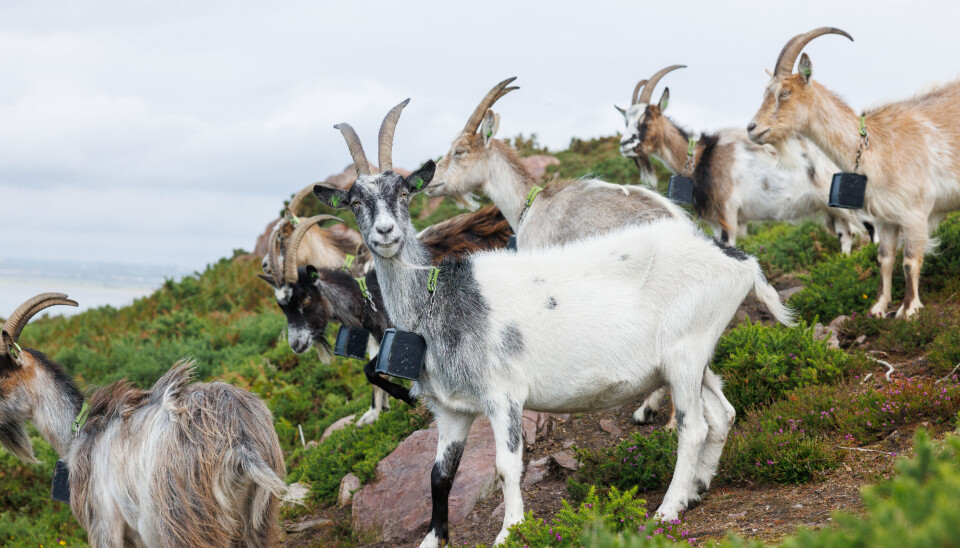 Nofence ble grunnlagt i Norge i 2011, men klavene kom på markedet først i 2019.