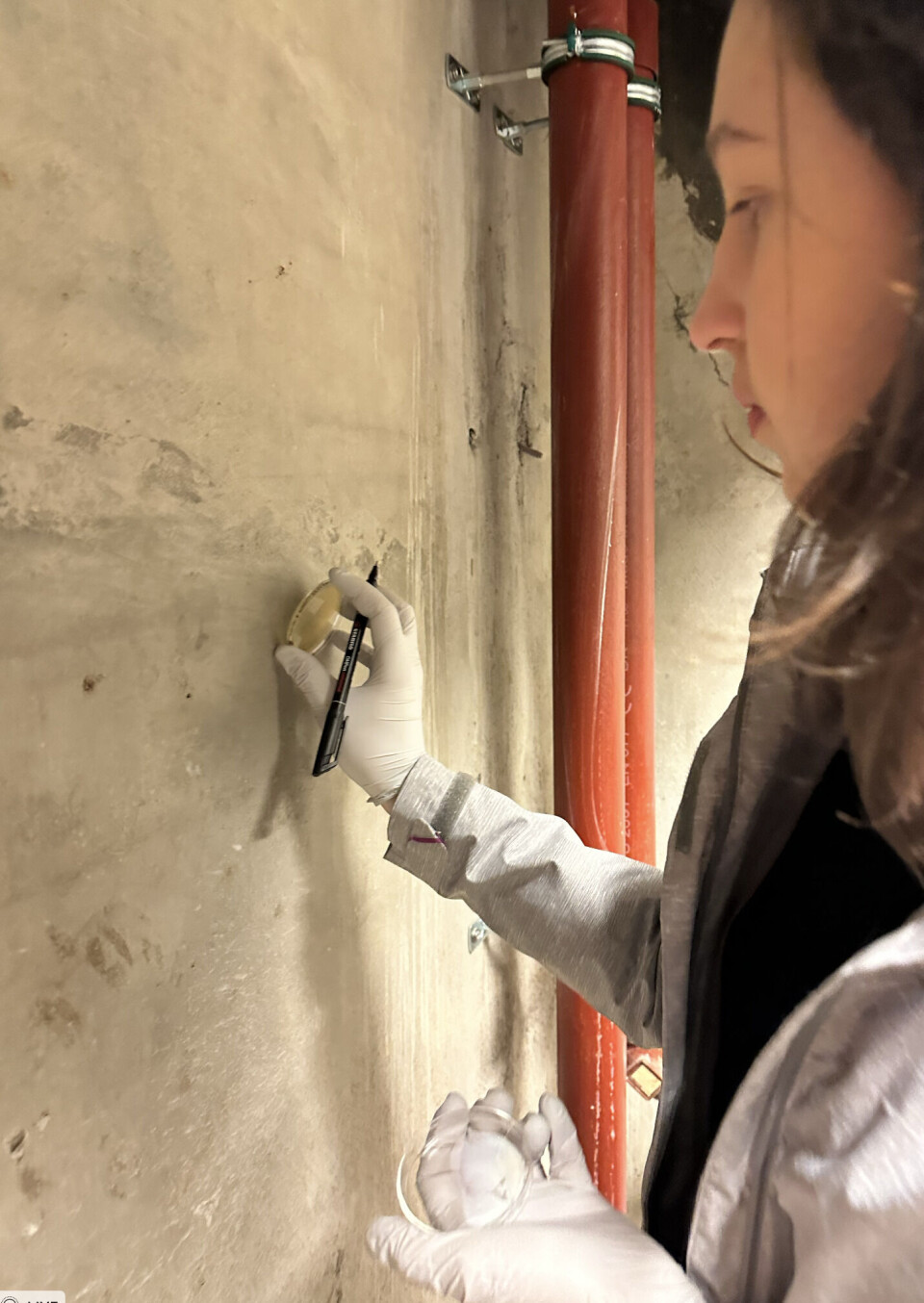 Doktorgradsstudent Elisa Mascherin tar en «swab-test» av murvegg på Bygdøy Maritime Museum hvor det er malt med Q-paint nå for å unngå muggsopp.