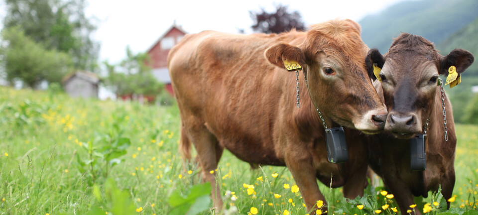 Nofence vokser globalt og lanserer ny teknologi