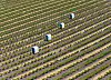 Aerial view of Thorvald robots, Whale Rock Vineyards, Templeton, California