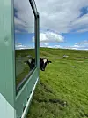 En ku i grønt landskap.